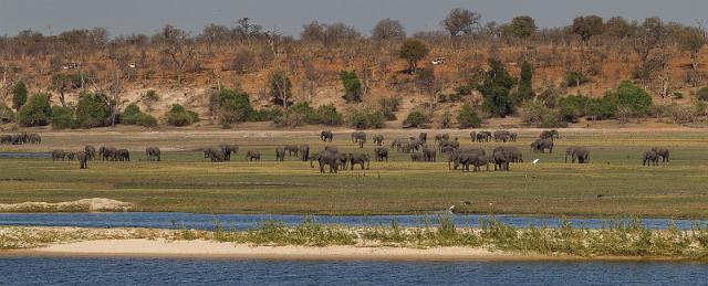 059 Chobe NP, olifanten.jpg